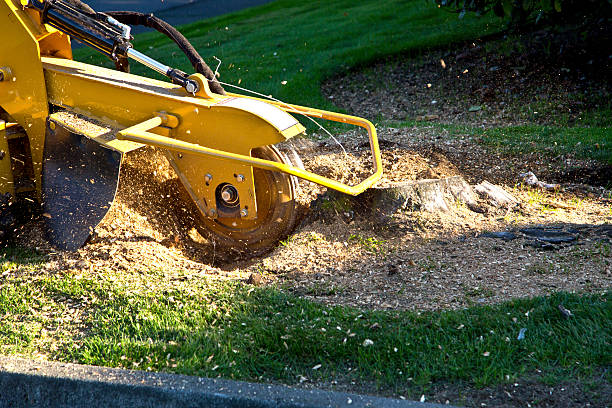 The Steps Involved in Our Tree Care Process in Darby, PA